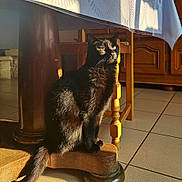 Luna a rejoint le concours — aidez-le/la à gagner de superbes lots ! cat, black_cat, wooden_chair, sunlight, green_eyes, indoor, tile_floor, furniture, shadow, pet, animal, domestic_cat, sitting, morning_light, cozy, home, wood, tail, whiskers, quiet
