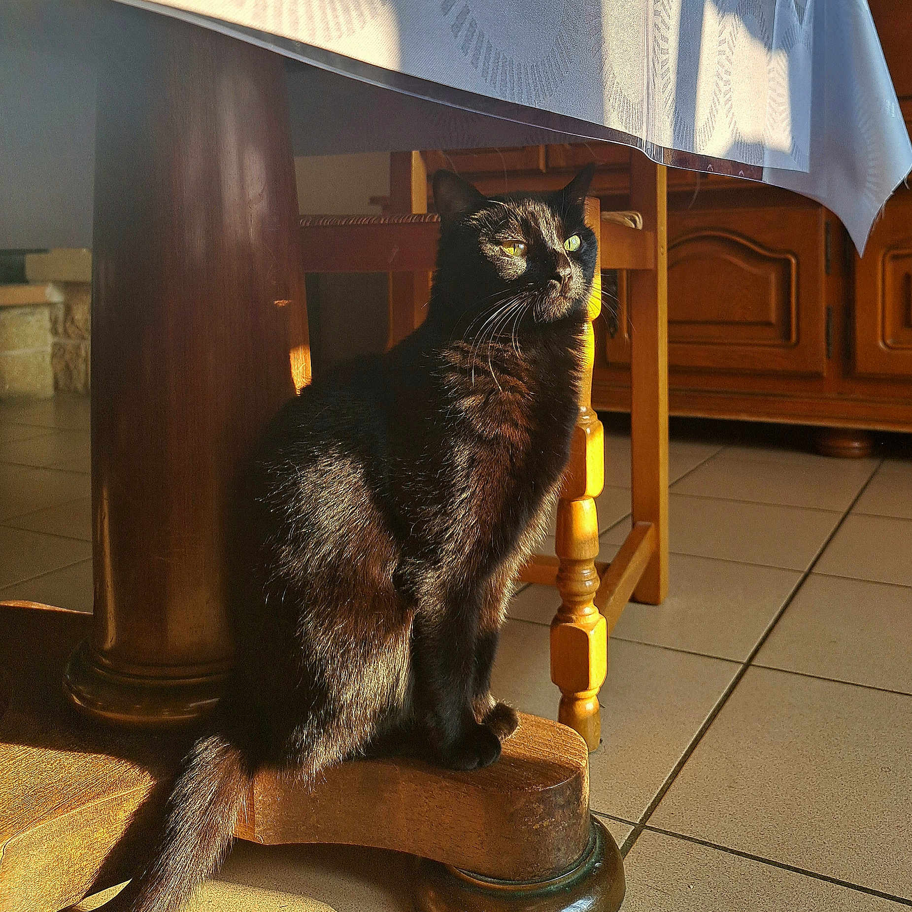 Luna a rejoint le concours — aidez-le/la à gagner de superbes lots ! animal, black_cat, cat, cozy, domestic_cat, furniture, green_eyes, home, indoor, morning_light, pet, quiet, shadow, sitting, sunlight, tail, tile_floor, whiskers, wood, wooden_chair