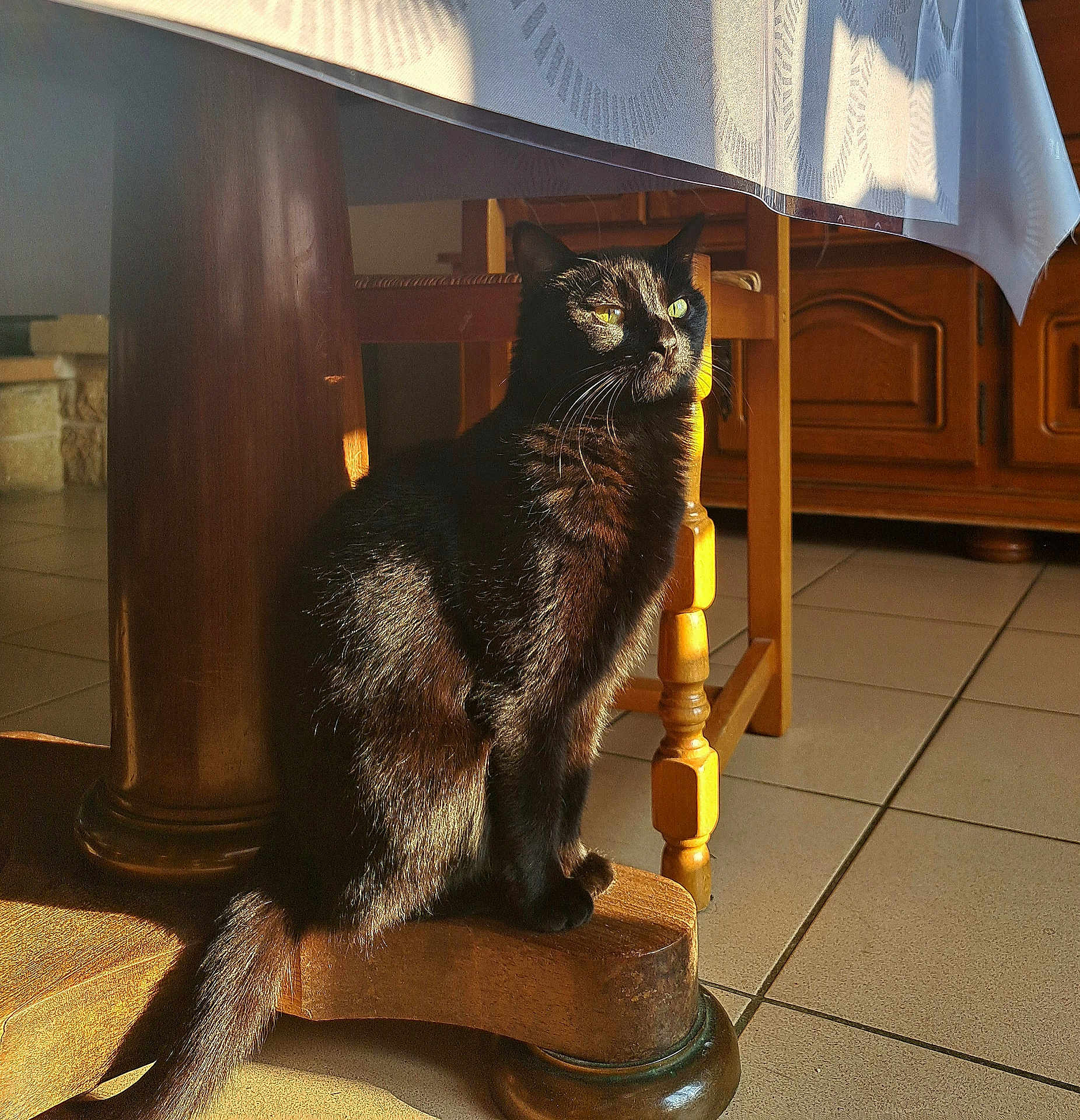 Luna a rejoint le concours — aidez-le/la à gagner de superbes lots ! cat, black_cat, wooden_chair, sunlight, green_eyes, indoor, tile_floor, furniture, shadow, pet, animal, domestic_cat, sitting, morning_light, cozy, home, wood, tail, whiskers, quiet