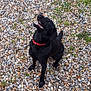 dog, black_dog, collar, outdoor, pebbles, gravel, grass, sitting, happy, playful, pet, canine, nature, animal, looking_up, open_mouth, tongue_out, ears_up, daylight, ground