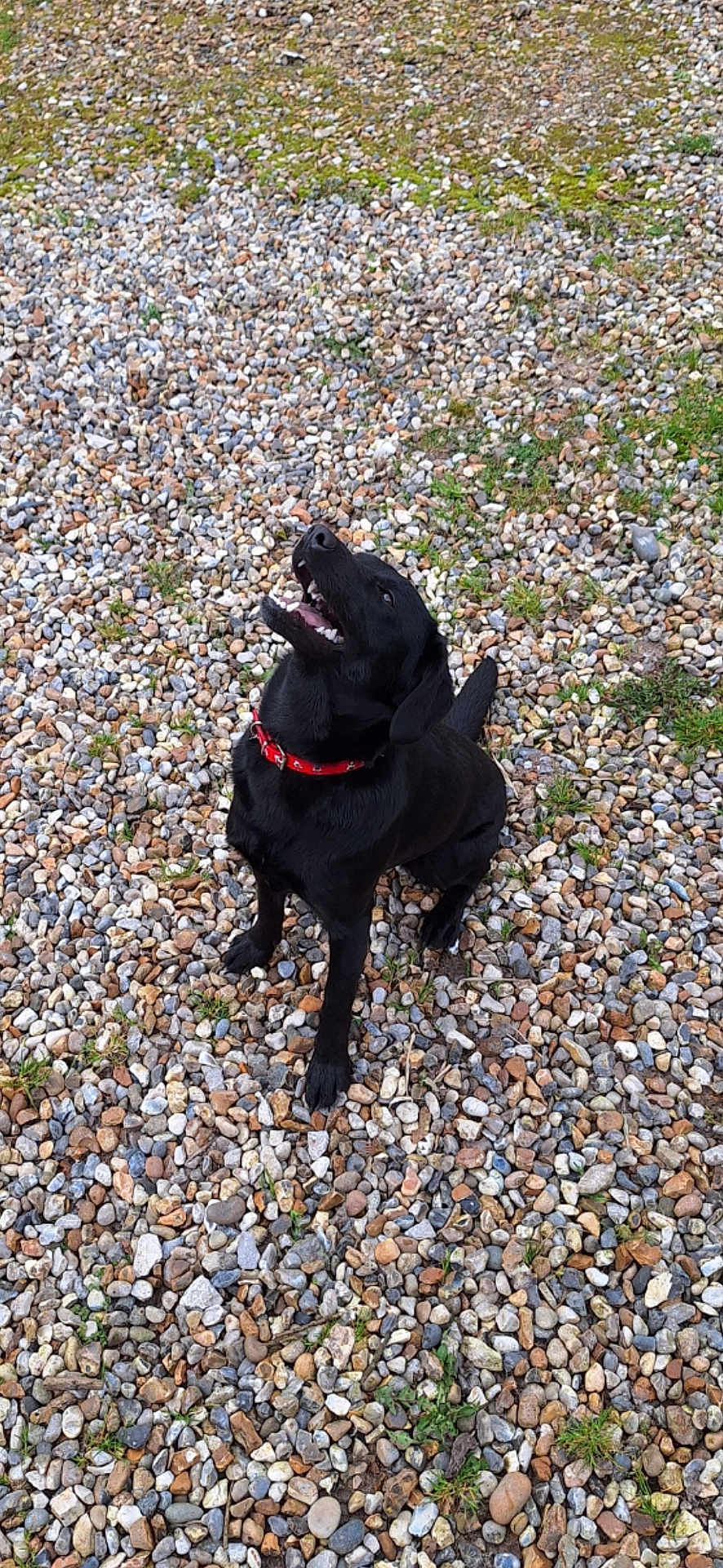 Lana a rejoint le concours — aidez-le/la à gagner de superbes lots ! dog, black_dog, collar, outdoor, pebbles, gravel, grass, sitting, happy, playful, pet, canine, nature, animal, looking_up, open_mouth, tongue_out, ears_up, daylight, ground