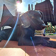 Lana participe au concours pour gagner de l'argent avec cette photo : animal, black_dog, clothes_drying, daylight, dog, ears, fence, lens_flare, nature, nose, outdoor, paw, pet, relaxing, resting, shadow, sunlight, sunny, tile_floor, wicker_chair