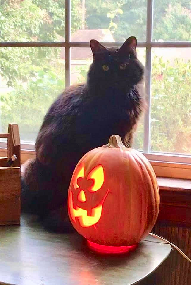 Bibi joined the competition — help win amazing prizes! calabaza, carnivore, cat, creative_arts, cucurbita, felidae, gourd, jack_o_lantern, light, orange, plant, pumpkin, small_to_medium_sized_cats, squash, tree, vegetable, whiskers, window, winter_squash, wood