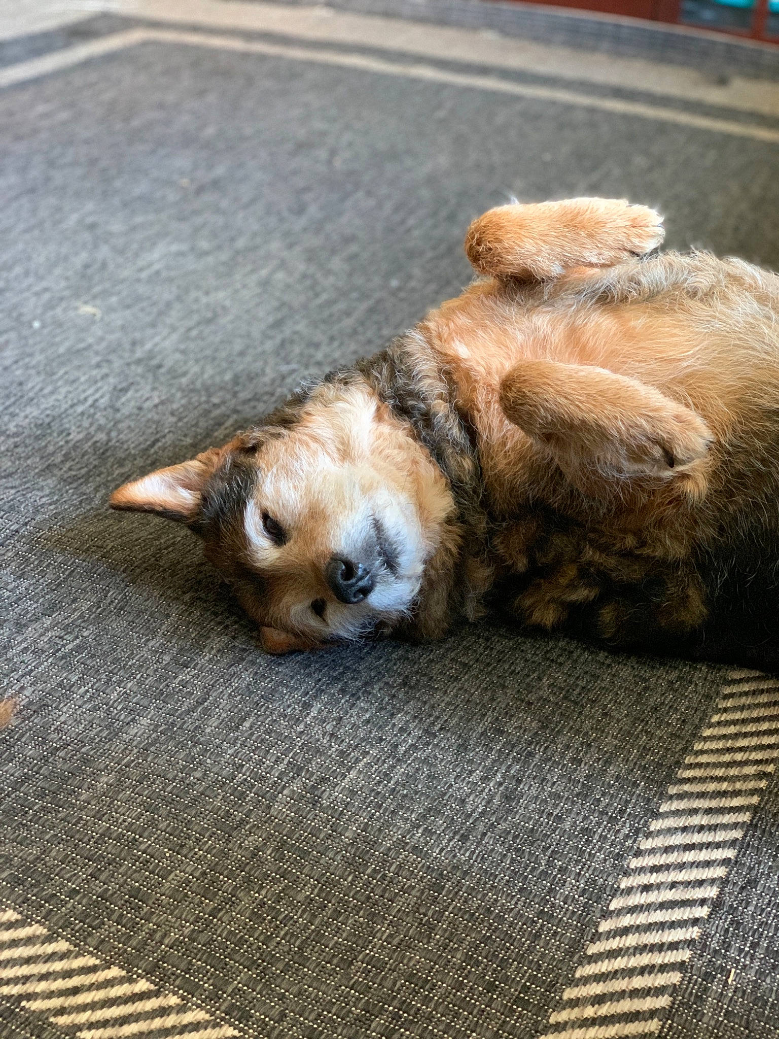 Luna joined the competition — help win amazing prizes! border_terrier, canidae, carnivore, companion_dog, dog, dog_breed, fawn, fur, mammal, morkie, puppy, snout, sporting_group, street_dog, toy_dog