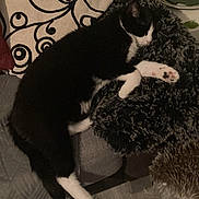 Baloulou participe au concours pour gagner de l'argent avec cette photo : cat, black_and_white, sleeping, couch, blanket, pillow, indoor, plant, fur, pet, relaxing, cozy, resting, home, furniture, paw, floor, decor, comfort, animal