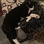 cat, black_and_white, sleeping, couch, blanket, pillow, indoor, plant, fur, pet, relaxing, cozy, resting, home, furniture, paw, floor, decor, comfort, animal