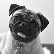 Dottie joined the competition — help win amazing prizes! dog, pug, black_and_white, close_up, pet, animal, tongue_out, cute, portrait, indoor, collar, fur, face, expression, wrinkles, muzzle, ears, domestic_animal, companion, blurred_background