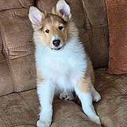 Lassie joined the competition — help win amazing prizes! adorable, animal, brown_couch, canine, companion, cute, dog, domestic, ears, fluffy, fur, home, indoor, nose, pet, portrait, puppy, relaxed, sitting, young
