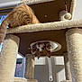 cat, orange_cat, white_cat, cat_tree, cat_condo, paws, tail, indoor, window, playful, pet, feline, furniture, upside_down, curious, animal, home, cozy, cute, looking