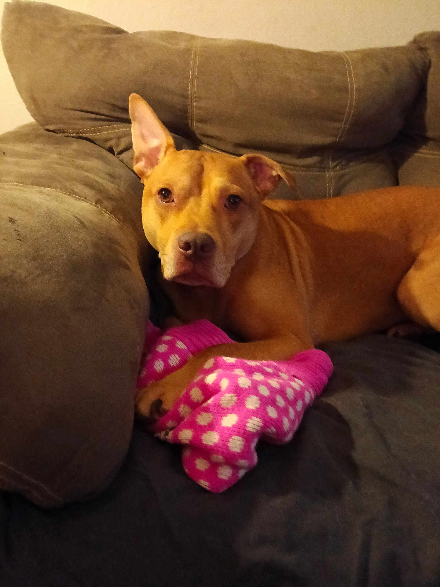 Scooby is registered to the contest to win money with this photo: animal, brown_dog, companion, couch, cozy, dog, domestic, ears, fur, furniture, home, indoor, paw, pet, pink, polka_dots, relaxed, resting, snout, sock