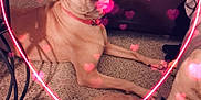 Scooby is registered to the contest to win money with this photo: animal, brown_dog, canine, carpet, companion, cozy, cute, decor, dog, floor, furniture, heart_overlay, heart_shape, indoor, living_room, love, neon_light, pet, pink_collar, relaxed