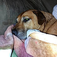 Chloe joined the competition — help win amazing prizes! animal, blanket, brown_dog, canine, closeup, comfort, couch, cozy, dog, domestic_animal, ear, flash, fur, indoor, pet, relaxed, resting, sleepy, snout, soft_texture