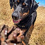 Naya a rejoint le concours — aidez-le/la à gagner de superbes lots ! dog, black_dog, tan_markings, outdoor, field, dry_grass, pine_cone, close_up, sunlight, blue_sky, happy, pet, canine, nature, daytime, animal, fur, ears, nose, tongue