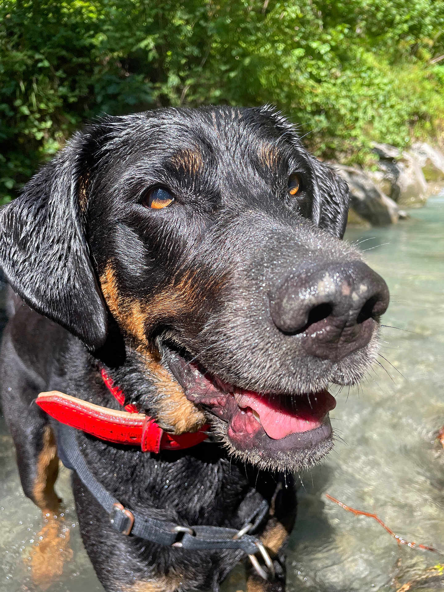 Naya participe au concours pour gagner de l'argent avec cette photo : adventure, animal, black_coat, canine, close_up, collar, dog, forest, happy, nature, outdoor, pet, playful, river, summer, sunlight, tan_markings, tongue_out, water, wet