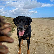 Naya a rejoint le concours — aidez-le/la à gagner de superbes lots ! dog, beach, sand, pinecone, tongue_out, drool, black_dog, tan_markings, cloudy_sky, grass, dunes, shells, outdoor, animal, pet, happy, nature, daytime, walking, playful
