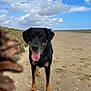 Naya a rejoint le concours — aidez-le/la à gagner de superbes lots ! animal, beach, black_dog, cloudy_sky, daytime, dog, drool, dunes, grass, happy, nature, outdoor, pet, pinecone, playful, sand, shells, tan_markings, tongue_out, walking