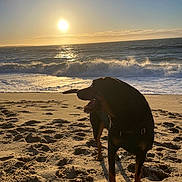 Naya participe au concours pour gagner de l'argent avec cette photo : animal, beach, dog, evening, footprints, horizon, nature, ocean, outdoor, paw_prints, pet, sand, sand_texture, shore, silhouette, sky, sun, sunset, water_reflection, waves