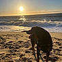 animal, beach, dog, evening, footprints, horizon, nature, ocean, outdoor, paw_prints, pet, sand, sand_texture, shore, silhouette, sky, sun, sunset, water_reflection, waves