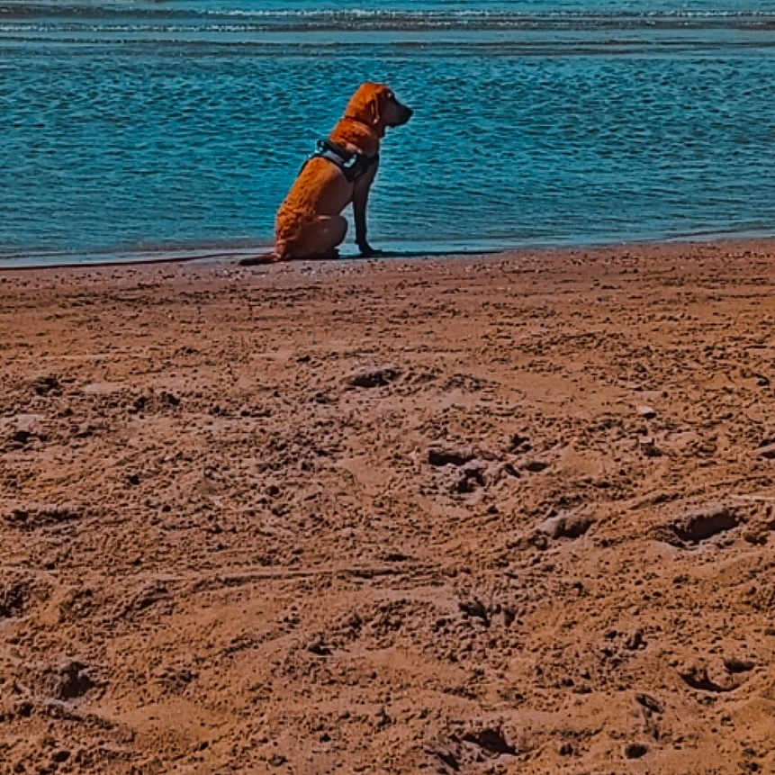 Bella