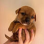 puppy, dog, brown, cute, small, hand, pet, animal, fur, adorable, young, canine, portrait, looking, closeup, mammal, domestic_animal, holding, background, indoor