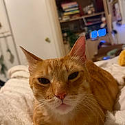 Xaden is registered to the contest to win money with this photo: cat, orange_tabby, pet, indoor, bedroom, blanket, furniture, shelf, books, cozy, relaxed, fur, animal, whiskers, closeup, resting, domestic_cat, cute, sleepy, portrait