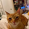 cat, orange_tabby, pet, indoor, bedroom, blanket, furniture, shelf, books, cozy, relaxed, fur, animal, whiskers, closeup, resting, domestic_cat, cute, sleepy, portrait