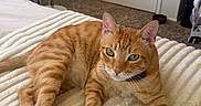 Xaden joined the competition — help win amazing prizes! cat, ginger_cat, tabby, pet, bed, blanket, indoor, relaxed, feline, animal, comfort, cozy, fur, ears, whiskers, eyes, floor, fan, dresser, room