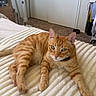cat, ginger_cat, tabby, pet, bed, blanket, indoor, relaxed, feline, animal, comfort, cozy, fur, ears, whiskers, eyes, floor, fan, dresser, room