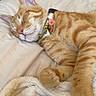 cat, ginger_cat, sleeping, bed, blanket, collar, floral_collar, indoor, pet, feline, cute, cozy, resting, closeup, fur, whiskers, paw, relaxed, domestic_animal, soft