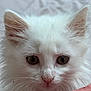 kitten, white_fur, close_up, pet, animal, cute, fluffy, whiskers, pink_blanket, soft_texture, indoors, curious, young_animal, small, domestic_cat, face, ears, eyes, nose, feline