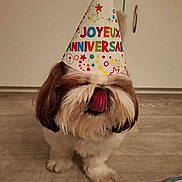 Pollux a rejoint le concours — aidez-le/la à gagner de superbes lots ! dog, shih_tzu, birthday_hat, party_hat, tongue_out, pet, indoor, floor, brown_and_white, fur, cute, animal, celebration, canine, small_dog, mammal, domestic_animal, companionship, adorable, household