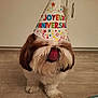 dog, shih_tzu, birthday_hat, party_hat, tongue_out, pet, indoor, floor, brown_and_white, fur, cute, animal, celebration, canine, small_dog, mammal, domestic_animal, companionship, adorable, household