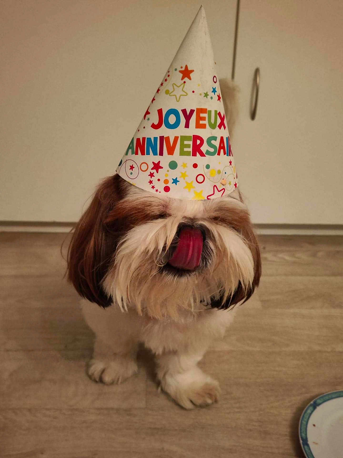 Pollux a rejoint le concours — aidez-le/la à gagner de superbes lots ! dog, shih_tzu, birthday_hat, party_hat, tongue_out, pet, indoor, floor, brown_and_white, fur, cute, animal, celebration, canine, small_dog, mammal, domestic_animal, companionship, adorable, household