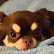 Unaïa a rejoint le concours — aidez-le/la à gagner de superbes lots ! dog, pet, close_up, brown_fur, small_dog, cute, eyes, nose, blanket, soft_texture, indoor, resting, fur, animal, face, mammal, adorable, cozy, relaxed, portrait