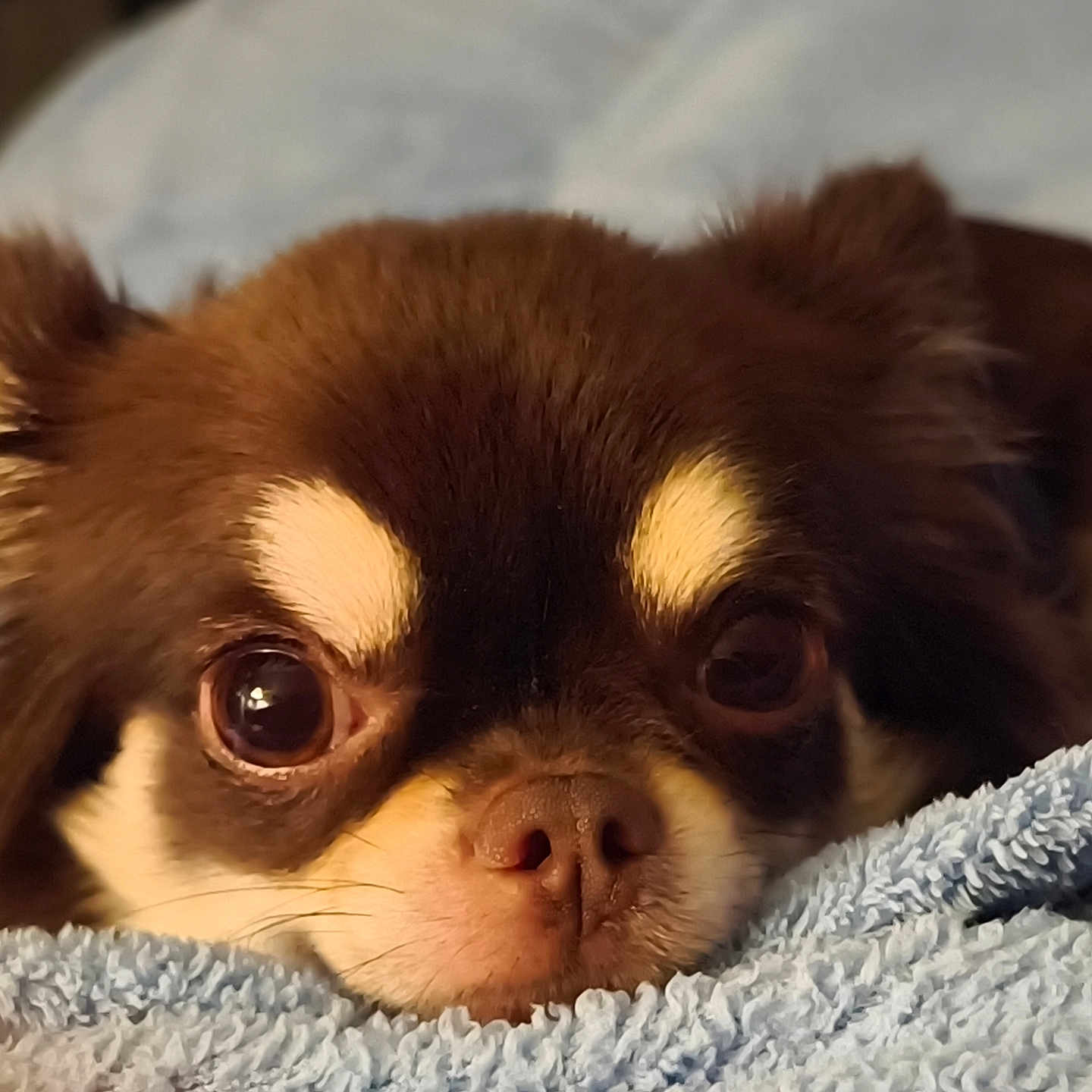 Unaïa a rejoint le concours — aidez-le/la à gagner de superbes lots ! adorable, animal, blanket, brown_fur, close_up, cozy, cute, dog, eyes, face, fur, indoor, mammal, nose, pet, portrait, relaxed, resting, small_dog, soft_texture