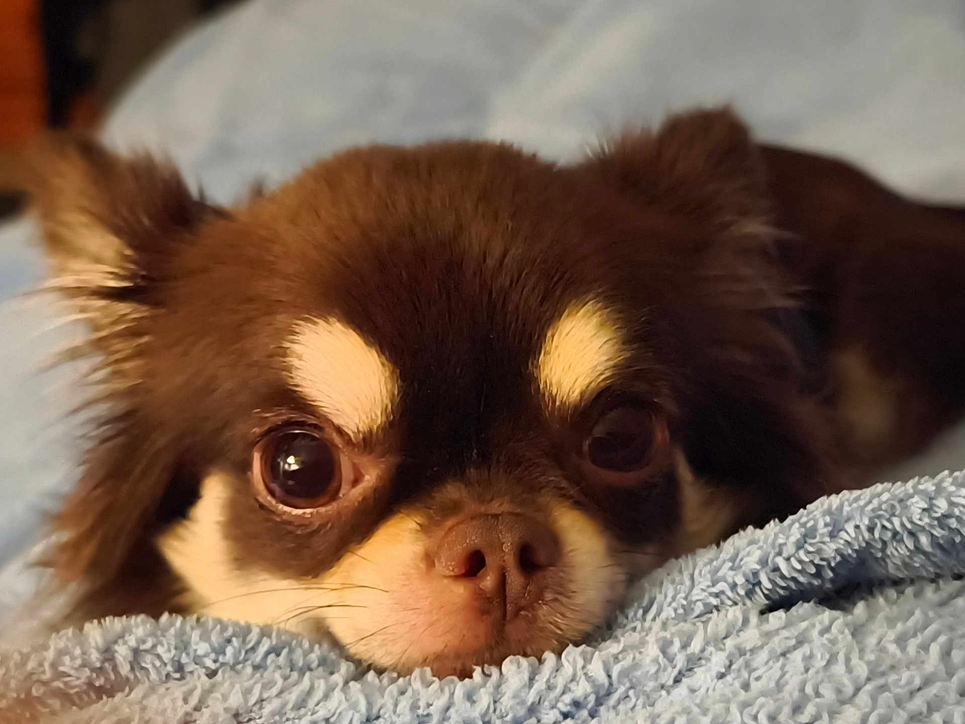 Unaïa a rejoint le concours — aidez-le/la à gagner de superbes lots ! dog, pet, close_up, brown_fur, small_dog, cute, eyes, nose, blanket, soft_texture, indoor, resting, fur, animal, face, mammal, adorable, cozy, relaxed, portrait