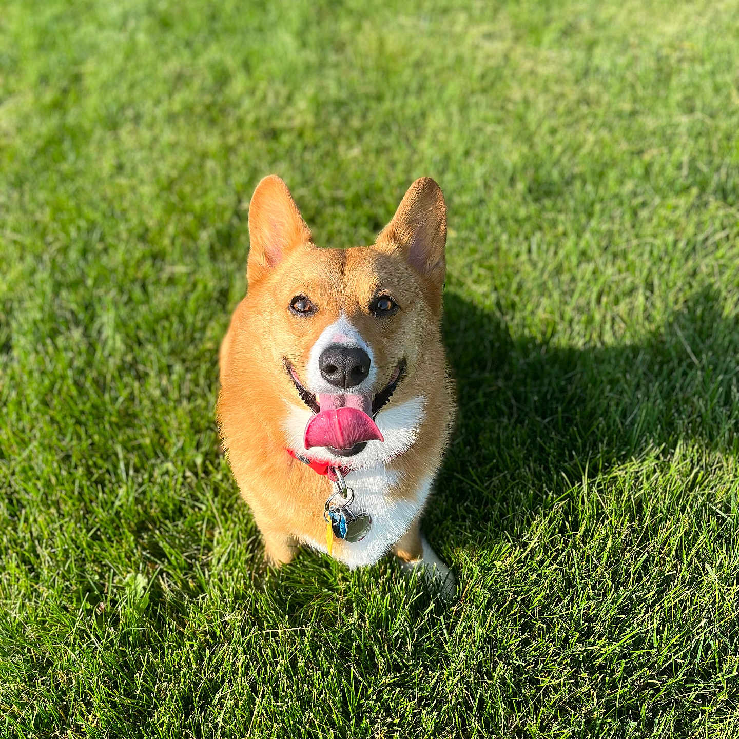 Bandit is registered to the contest to win money with this photo: animal, brown_fur, canine, collar, corgi, cute, dog, ears, grass, happy, nature, outdoor, pet, shadow, smiling, summer, sunlight, tag, tongue_out, white_fur