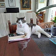 Poppy participe au concours pour gagner de l'argent avec cette photo : artwork, book, cat, chair, cozy, decor, domestic_cat, indoor, leaf, living_room, pet, plant, portrait, reflection, relaxed, striped_cat, table, white_cat, window, wooden_furniture