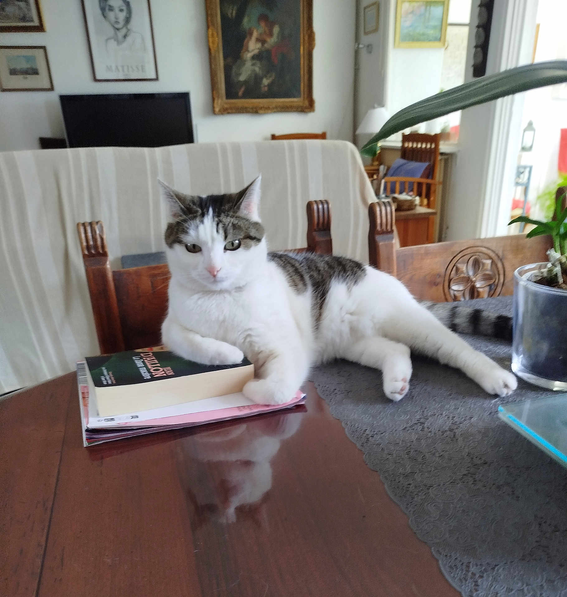 Poppy participe au concours pour gagner de l'argent avec cette photo : artwork, book, cat, chair, cozy, decor, domestic_cat, indoor, leaf, living_room, pet, plant, portrait, reflection, relaxed, striped_cat, table, white_cat, window, wooden_furniture