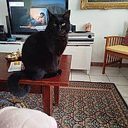 Ricola a rejoint le concours — aidez-le/la à gagner de superbes lots ! black_cat, cat, chair, cushion, domestic, electronics, floor_tiles, furniture, home_decor, indoor, living_room, painting, patterned_rug, pet, picture_frame, rug, table, television, tv_screen, wooden_table