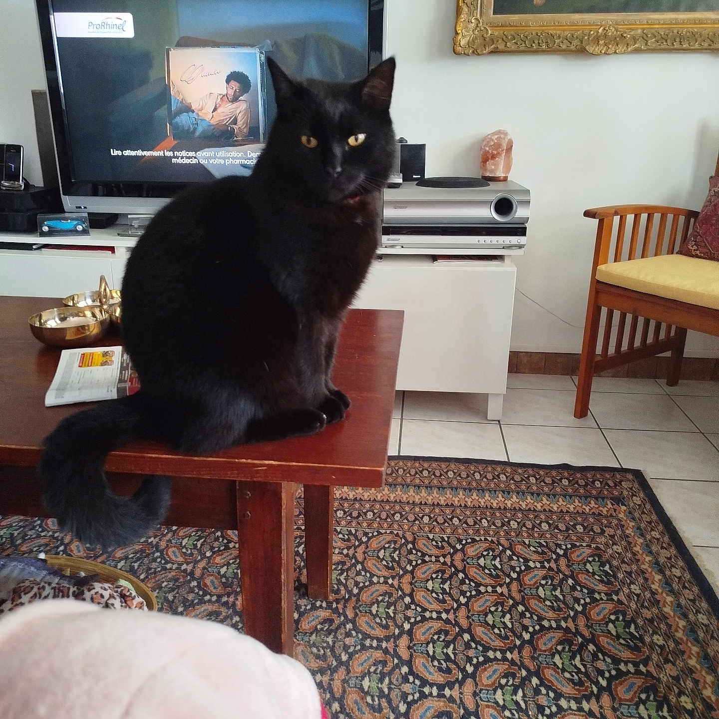 Ricola a rejoint le concours — aidez-le/la à gagner de superbes lots ! black_cat, cat, chair, cushion, domestic, electronics, floor_tiles, furniture, home_decor, indoor, living_room, painting, patterned_rug, pet, picture_frame, rug, table, television, tv_screen, wooden_table