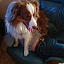 dog, brown, white, fur, pet, indoor, leather_chair, person, jeans, belt, floor_tiles, happy, tongue_out, sitting, resting, home, cozy, companion, animal, cute