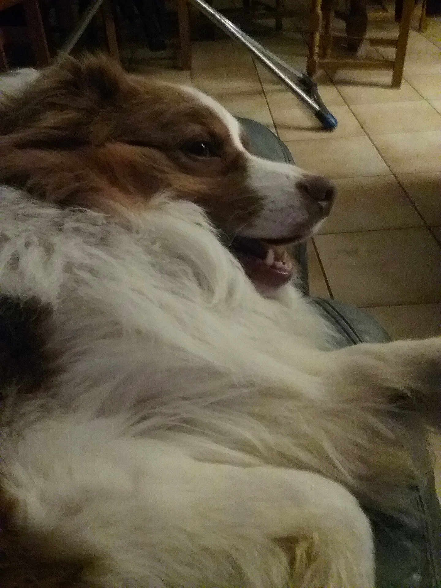 Kiko