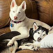 Sadie-Chinook is registered to the contest to win money with this photo: dog, husky, white_dog, black_and_white_dog, couch, leather_couch, living_room, pet, sleeping_dog, resting_dog, collar, indoor, cozy, relaxed, companion, animal, fur, ears, pillow, home