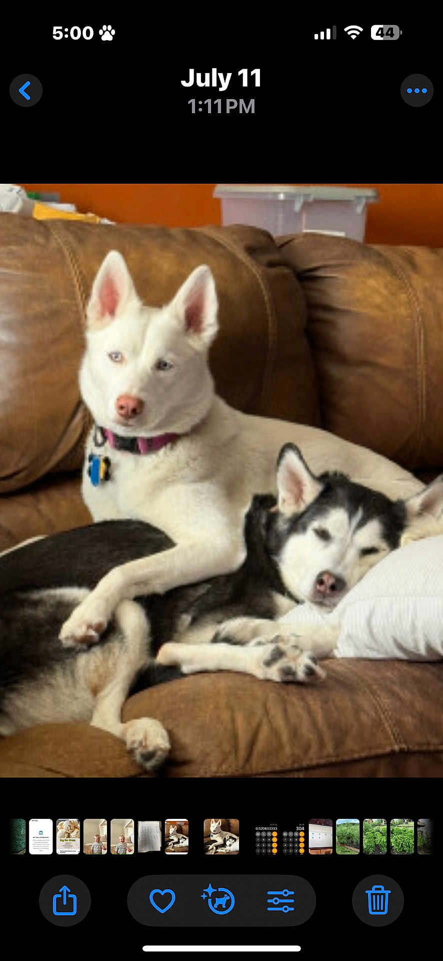 Sadie-Chinook is registered to the contest to win money with this photo: dog, husky, white_dog, black_and_white_dog, couch, leather_couch, living_room, pet, sleeping_dog, resting_dog, collar, indoor, cozy, relaxed, companion, animal, fur, ears, pillow, home