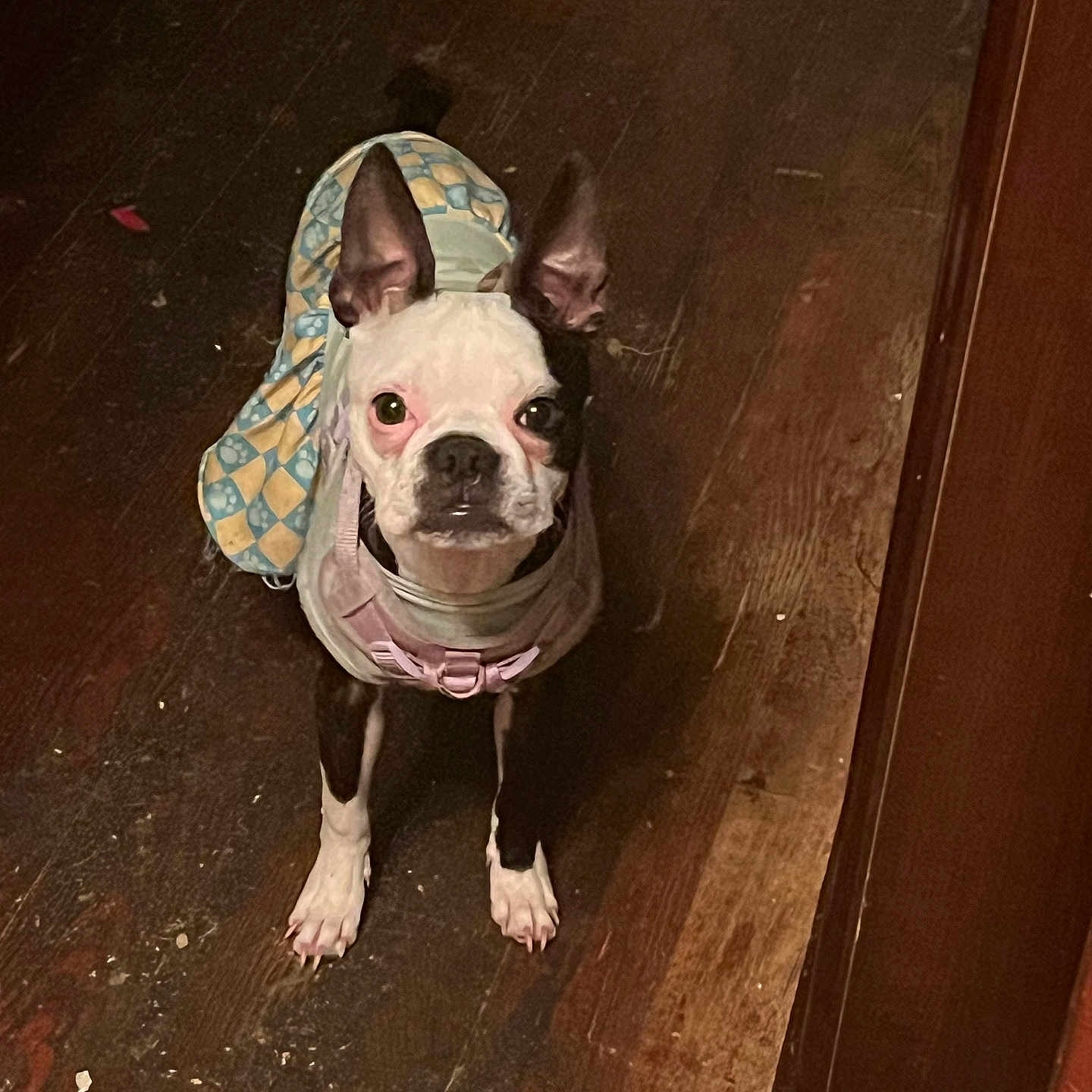 Lilly