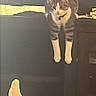 Toby is registered to the contest to win money with this photo: cat, tabby_cat, furniture, foot, sock, indoor, relaxation, curious, pet, animal, leg, clothing, casual, resting, cozy, domestic, home, black_furniture, light, warm