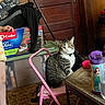 Toby is registered to the contest to win money with this photo: cat, tabby_cat, chair, person_partial, sneakers, floor, carpet, wooden_door, mop_bucket, plastic_container, water_bottle, table, indoor, household_items, pink_chair, furniture, pet, domestic, clutter, animal