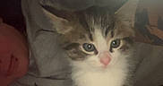 Toby joined the competition — help win amazing prizes! kitten, cat, pet, animal, indoor, person, face, curious, fur, whiskers, window_blind, soft_lighting, bed, resting, cute, young, domestic, cozy, closeup, portrait