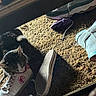 cat, shoe, sneaker, carpet, purple_glove, boot, indoor, pet, curious, animal, footwear, tabby_cat, floor, shadow, leisure, household, playful, feline, texture, lighting